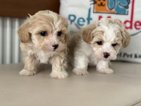 Ruhsatlı çiftlikde ziyarete açık kore maltipoo yavrular