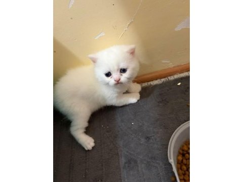 Pamuk şeker british shorthair oğlumuz