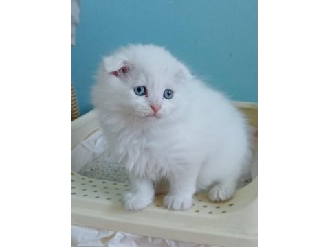 Scottish fold bebekler