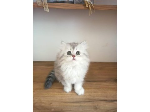 British shorthair / longhair yavrularımız