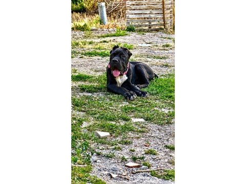 Şecereli anne babadan üst düzey cane corso yavrum