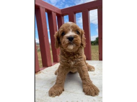 Orjinal aşılı garantili teacup maltipoo yavrularımız