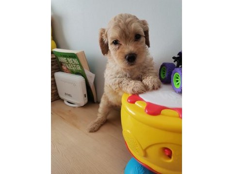 Minik maltipoo yavrularımız teslime hazır