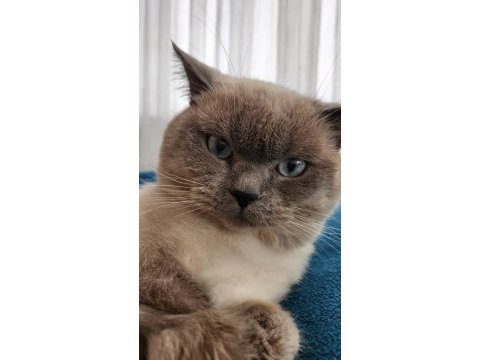 British blue point
