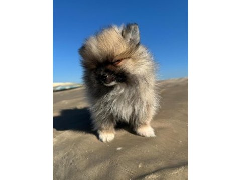 Pomeranian 2 aylık yavrular