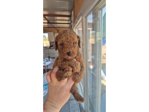 Kucuk sevımlı mınık köpekler