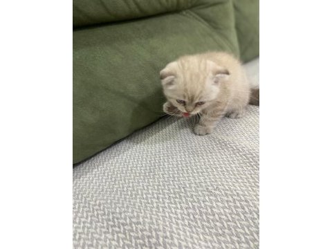 Scottish fold kedimiz sahiplendirilecektir