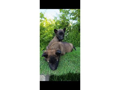 Safkan belçika malinois bebekler