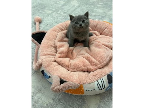 Saf ırk british shorthair yavrularım