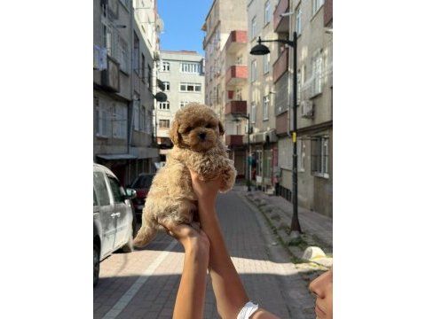 Sağlık ve ırk garantili kore maltipoo