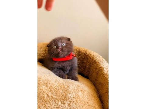 Safkan kan çikolata bebek scottish fold