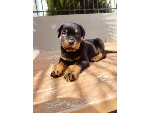 Koca kafalı rottweiler yavruları