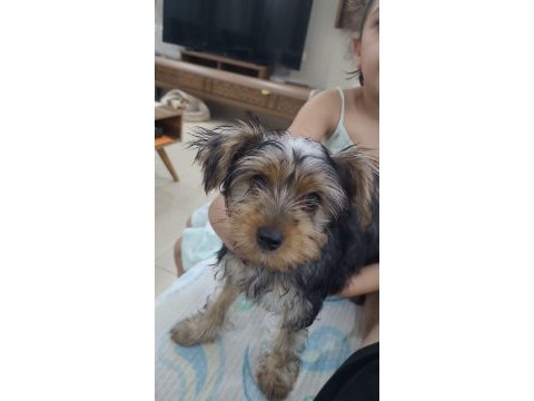 Köpeğimiz maya için yeni yuva