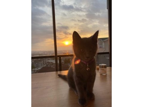 British shorthair acil