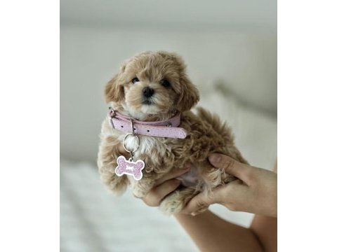 Micro boy teddy bear maltipoo