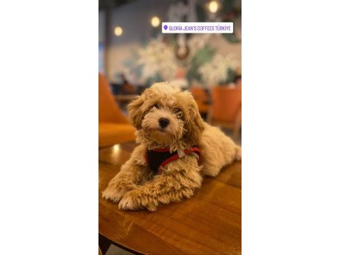 Vex 6 aylık maltipoo