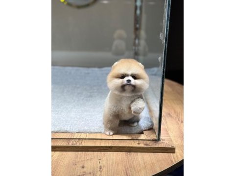 Sağlık ve ırk garantili pomeranian