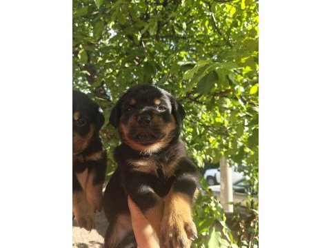 Koca kafa rottweiler yavruları