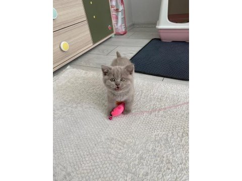 Bebek yüz british shorthair yavrular