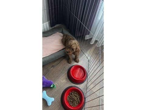 2 aylık toy poodle