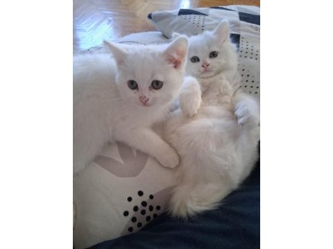 British longhair yavru