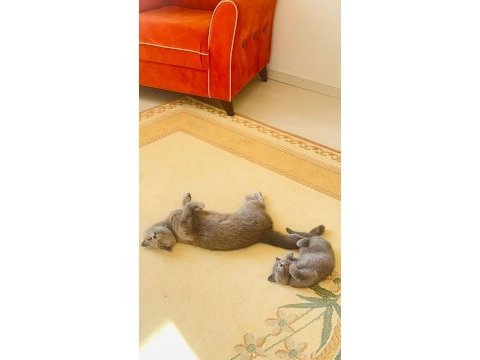 Poncik british shorthair prenses