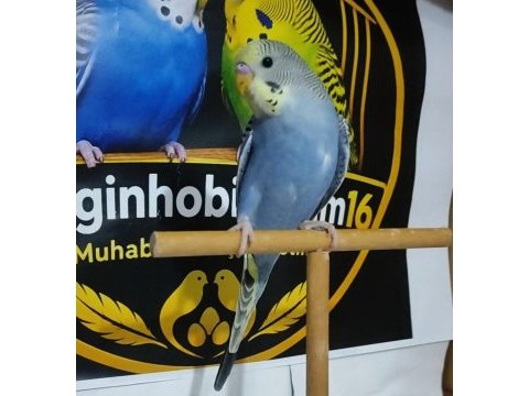 Yeme düşmüş sağlıklı muhabbet kuşları