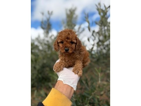 Sevdiğin için en güzel hediye poodle