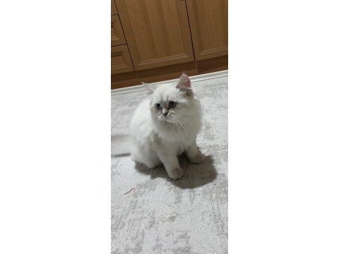 Oyuncu british longhair erkek