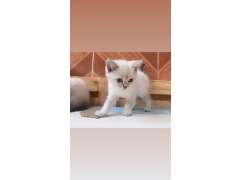 2 aylık eğitimleri tam blu pointler