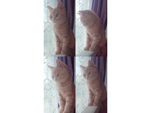 British shorthair 5 aylık erkek