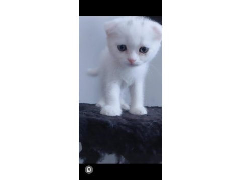 Scottish fold yavru