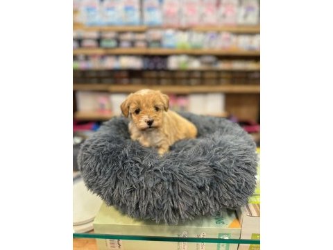 Orj babyface maltipoo köpekler