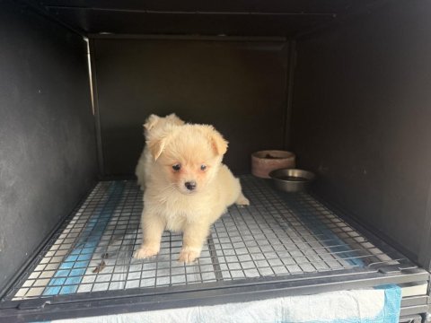 Pomeranian spitz 