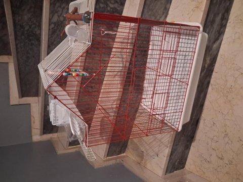Evcil sevda papağanı açıklama okuyun