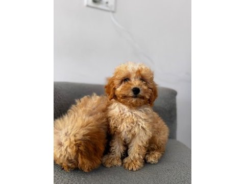 Kıvırcık maltipoo yavrularımız