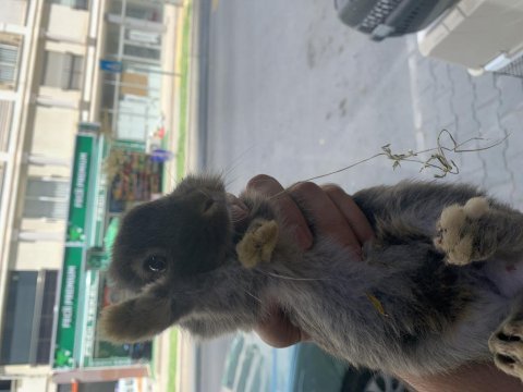 Minik tavşanlar