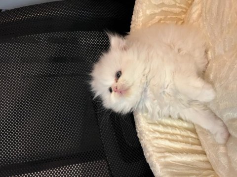 Safkan british longhair yavrular