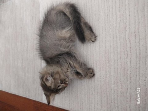 British longhair yavrular