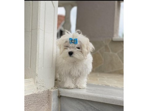 Maltese safkan ırk