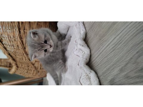 British shorthair 1 aylık