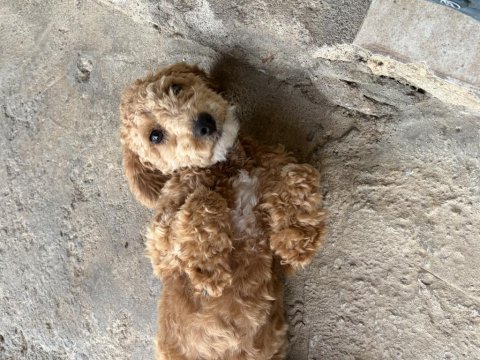 Poodle 5 aylık en mini boy