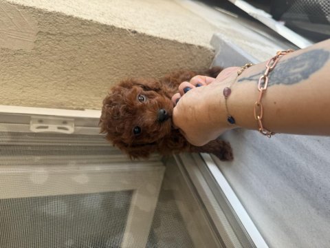 En koyu özelini isteyene dark kore poodle yavrularım