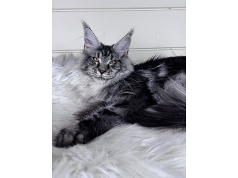 Dev maine coon dişi ns22