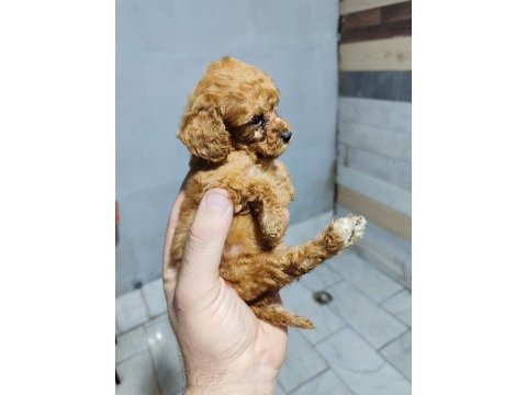 Baba kore anne toy poodle bebekler