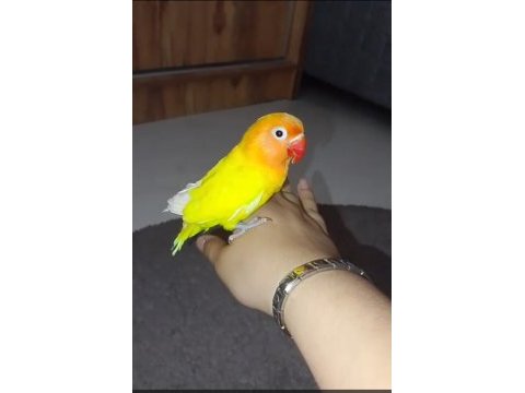 Ele alışık mutasyon cennet papağanı yavru