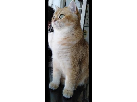 3 yaşında british shorthair şecereli dünya güzeli dişi