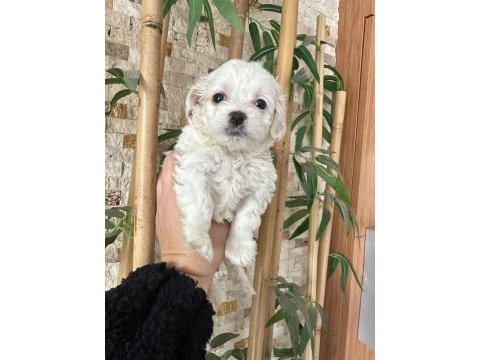 Maltese terrier 60 günlük köpeğimiz