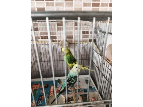 Seri üretim yapan muhabbet kuşlarım