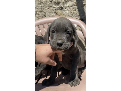 Irk ve sağlık garantili cane corso yavruları